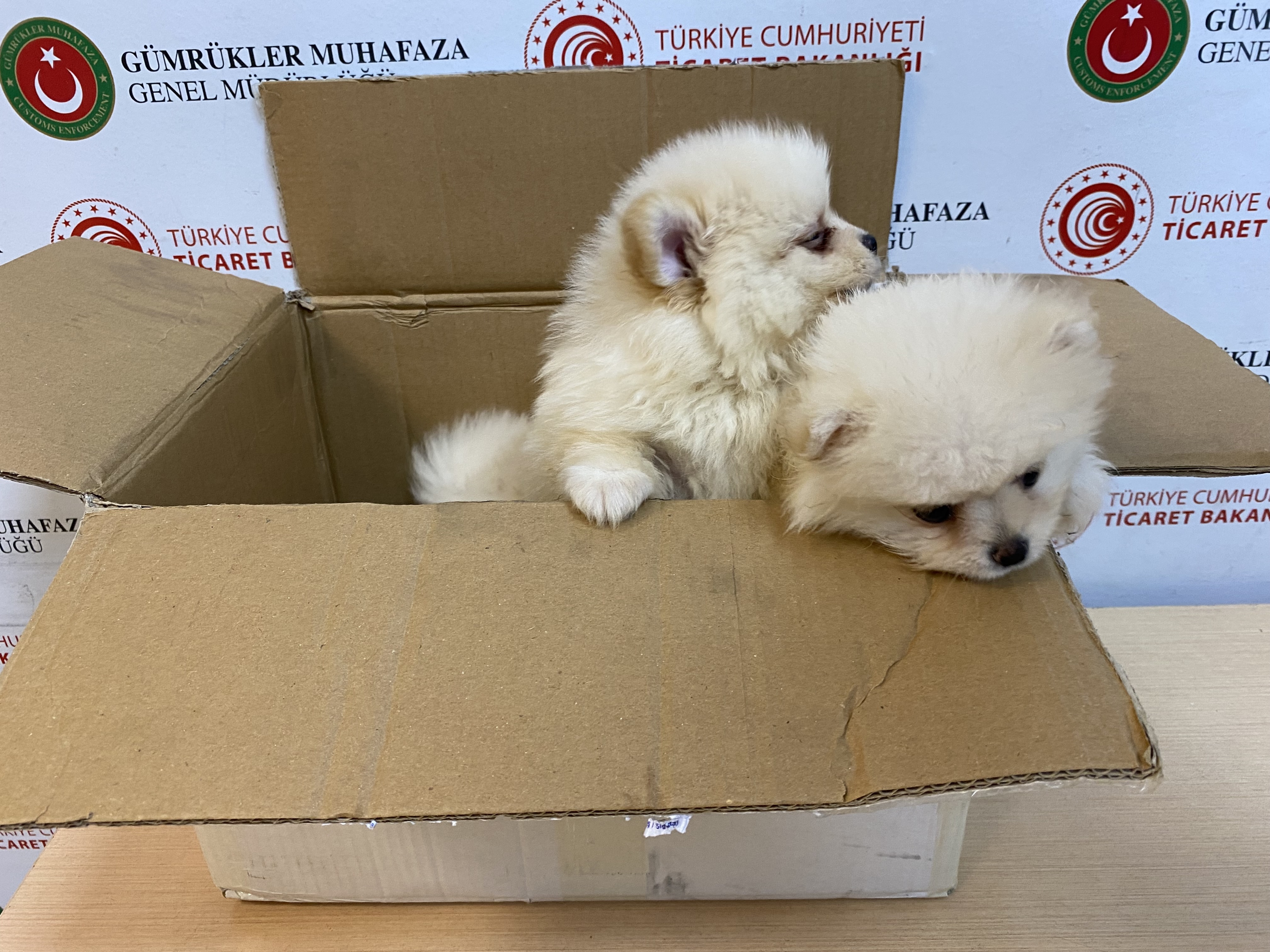 Kapıkule'de 'Pomeranian' cinsi 6 köpek yavrusu ele geçirildi!