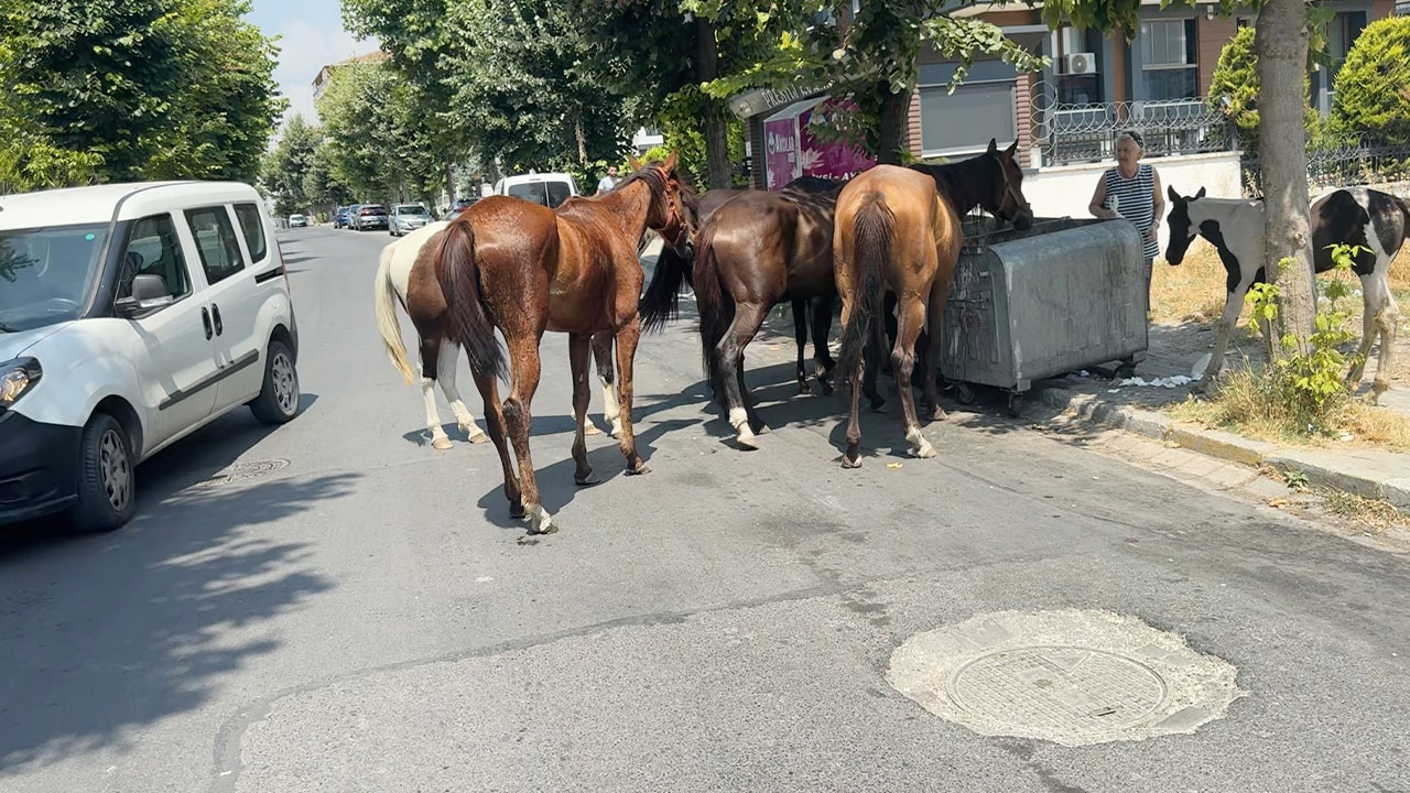 Görüntüler İstanbul'dan! Başıboş at şaşkınlığı