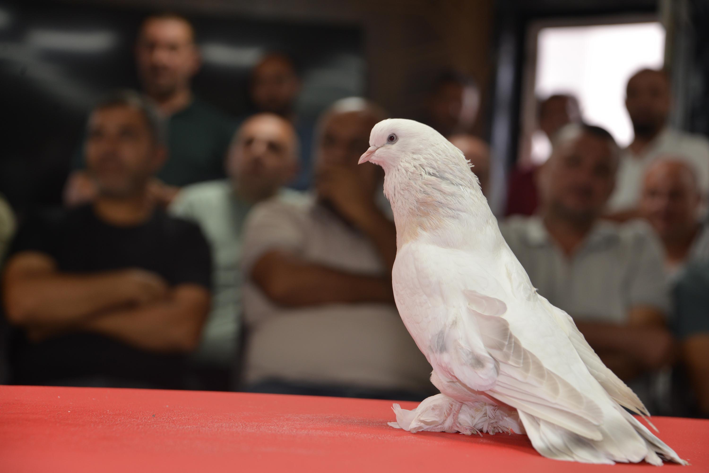 Şebap Güvercin Federasyonu Başkanı Necmettin Budak ise bu kuş türünün sadece Türkiye'de değil, dünyada da yaygın olduğunu söyledi. 
