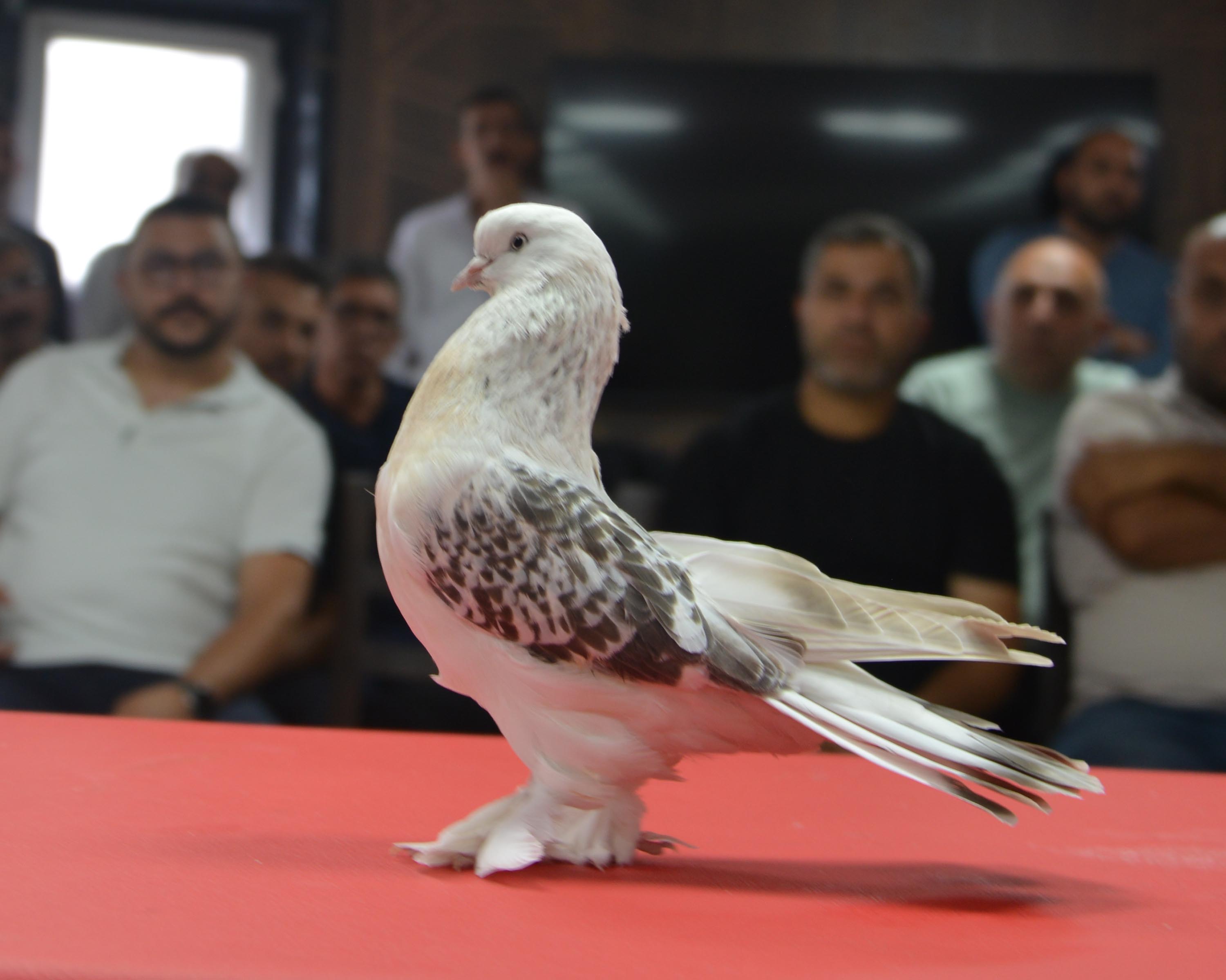 Davetliler, podyumdaki kuşların kafa rengi, ayak yapısı, pul, göğüs rengi, kuyruk ve fiziki duruşlarını inceledi. Özel kafeslerden podyuma çıkarılan kuşların sergisi gün boyu devam etti.