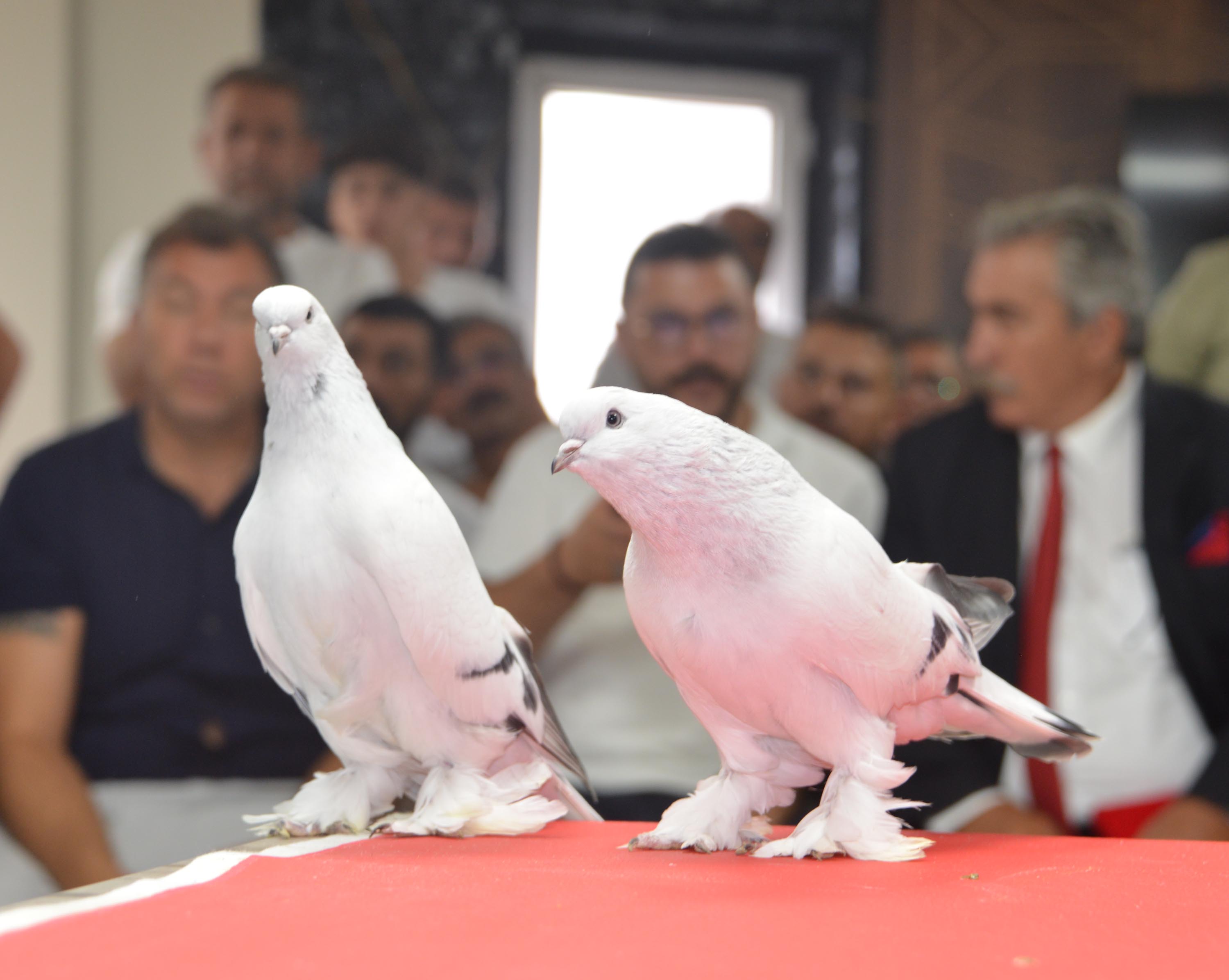 'Türkiye Erzurum'da buluşuyor' sloganıyla düzenlenen sergiye, 40'a yakın ilden şebap güvercini yetiştiricileri katıldı. Erzurum’un Aziziye ilçesindeki Hizmetiçi Eğitim Enstitüsü salonunda gerçekleştirilen sergi öncesi kuşlar için kırmızı halı döşeli podyum kuruldu.