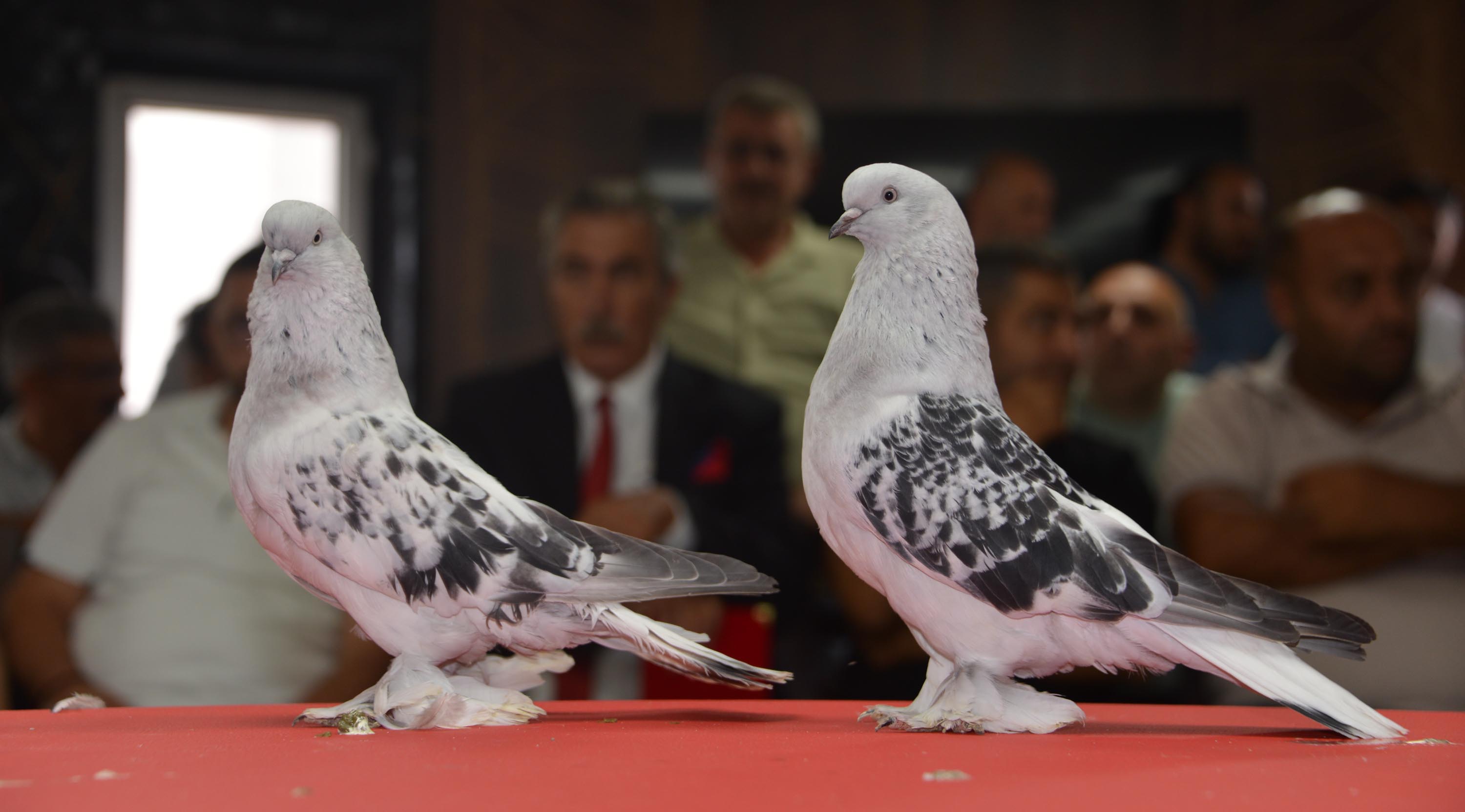TÜRKİYE'nin dört bir yanından getirilen, fiyatı 100 bin ile 5 milyon lira arasında değişen şebap güvercinleri, Erzurum'da sergilendi. Kırmızı halı döşeli podyumda yer alan şebap güvercinleri, davetliler tarafından ilgiyle izledi.