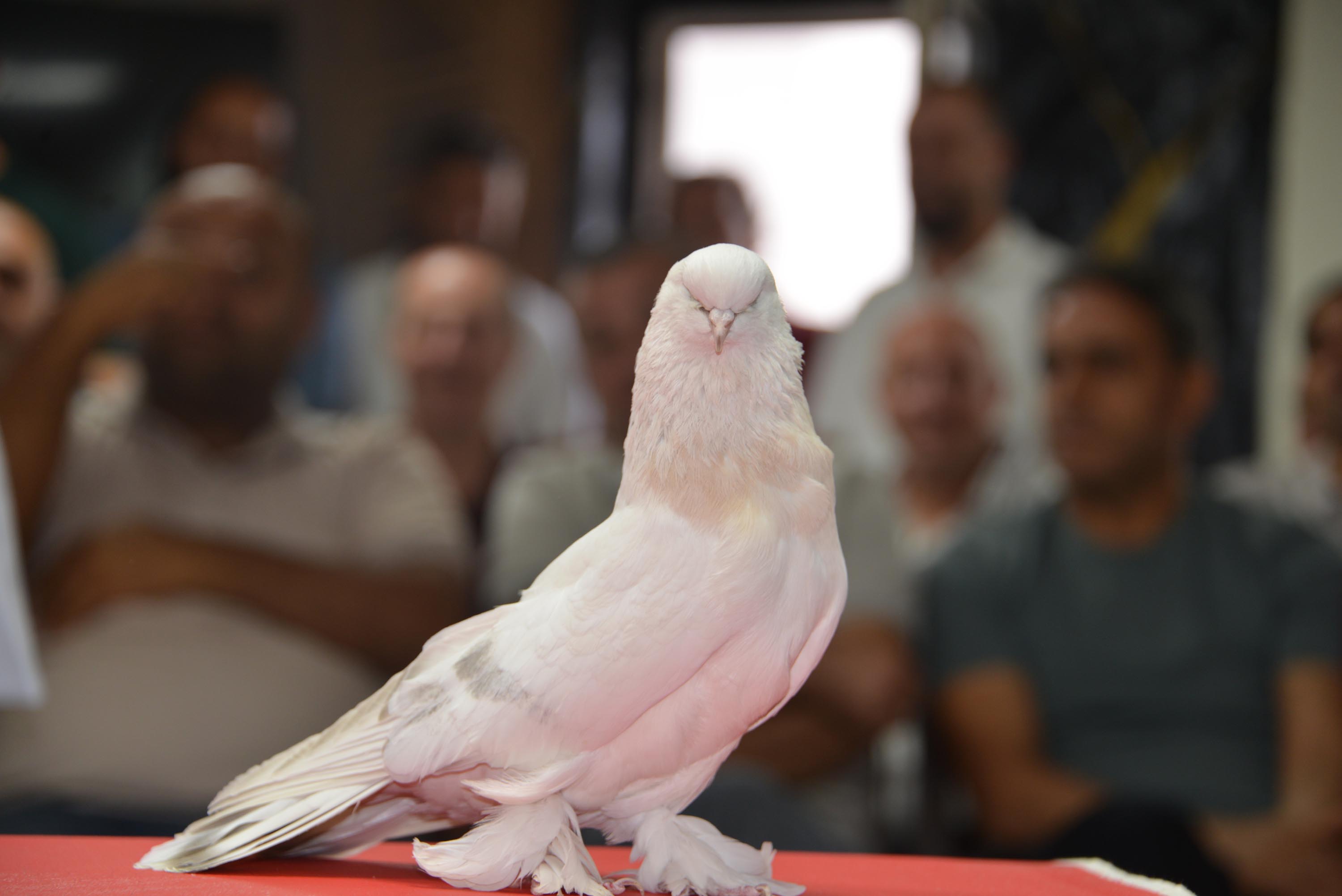 Çok değerli olan şebap güvercinlerinin bakımının da özel olduğunu ifade eden Budak, Erzurum'da sergilenen kuşların fiyatının 100 bin ile 5 milyon lira arasında değiştiğini ifade etti.