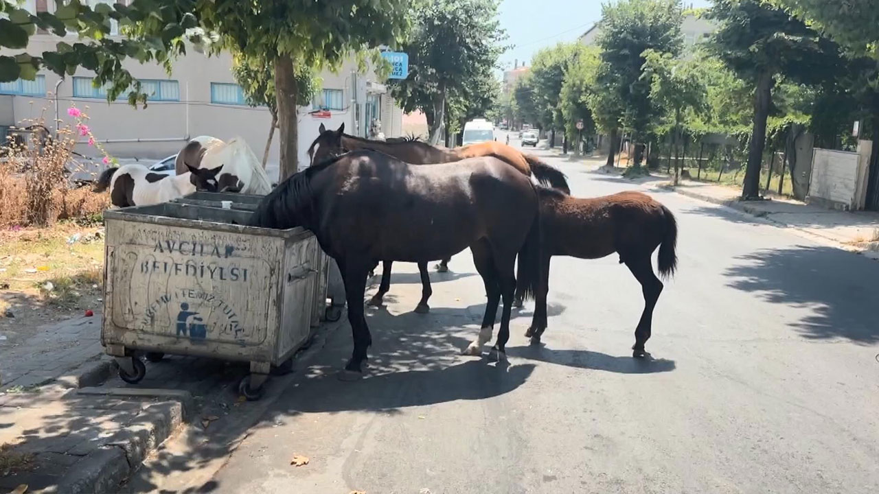 Görüntüler İstanbul'dan! Başıboş at şaşkınlığı