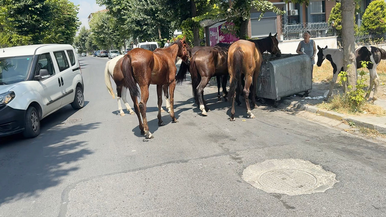 Görüntüler İstanbul'dan! Başıboş at şaşkınlığı
