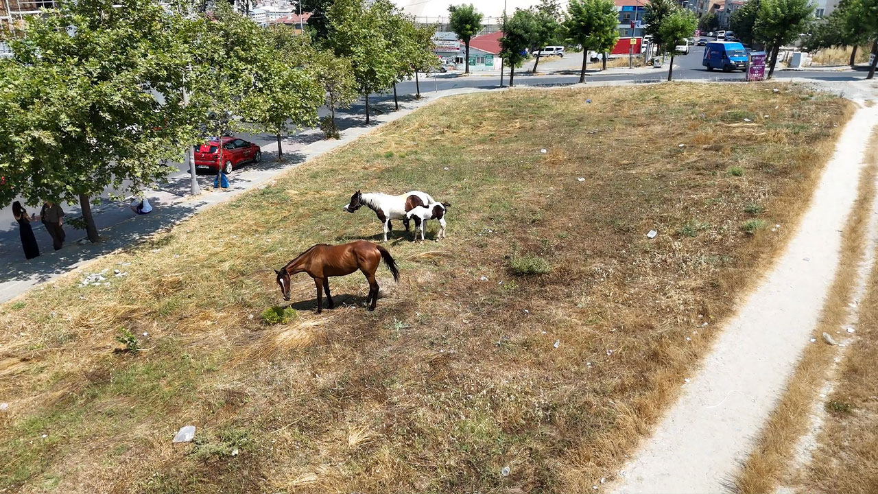 Görüntüler İstanbul'dan! Başıboş at şaşkınlığı