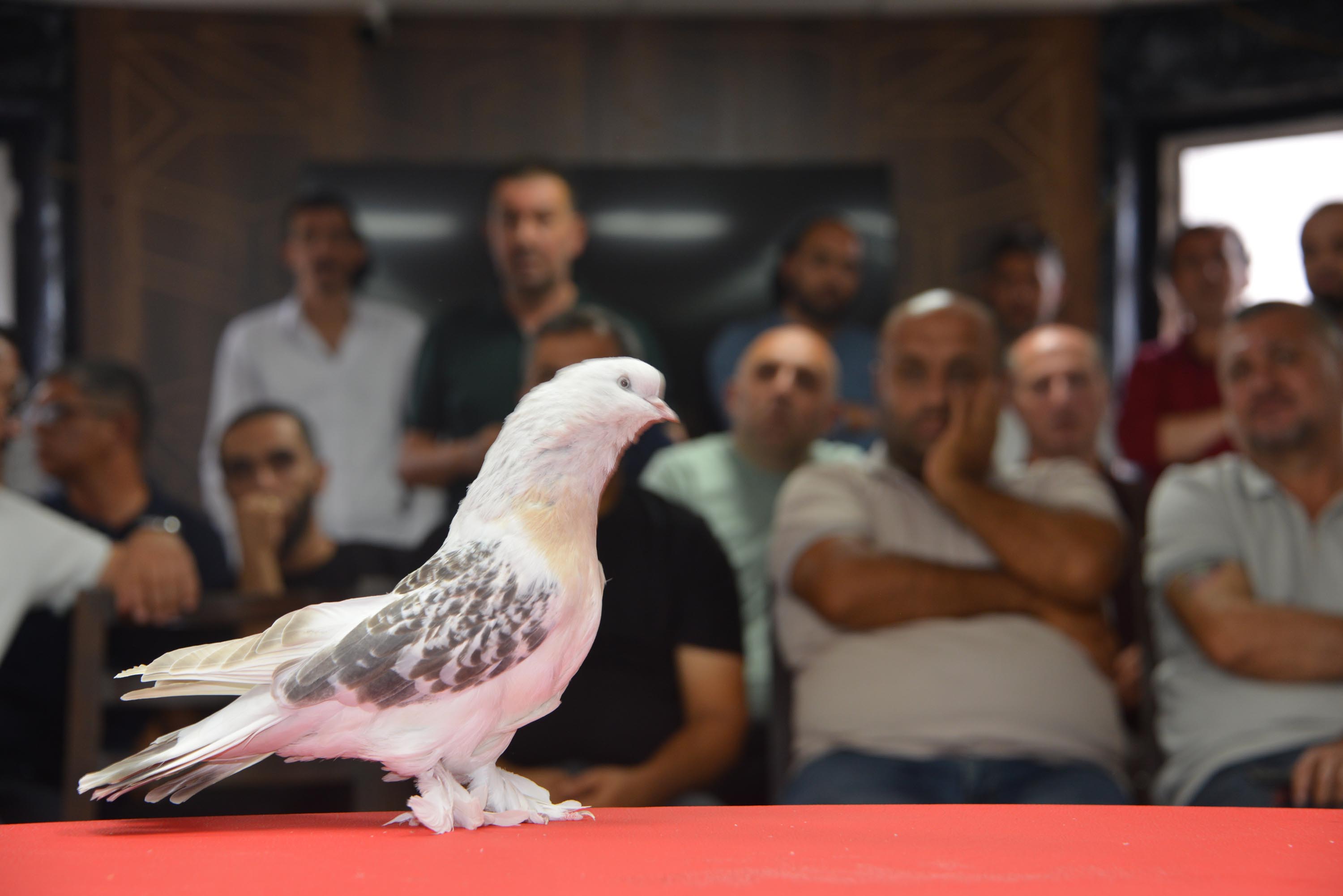 Sergiye Almanya'dan katılan İsa Kaya, yaklaşık 25 yıldır bu kuş türüyle ilgilendiğini söyledi. Etkinliklerin yapıldığını bütün kentlere gittiğini söyleyen Kaya ayrıca kendisinin de kuş beslediğini belirtti.