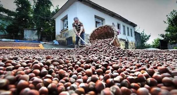 Bakanlık, Ordu ve Giresun'daki fındık ticaretini inceleyecek