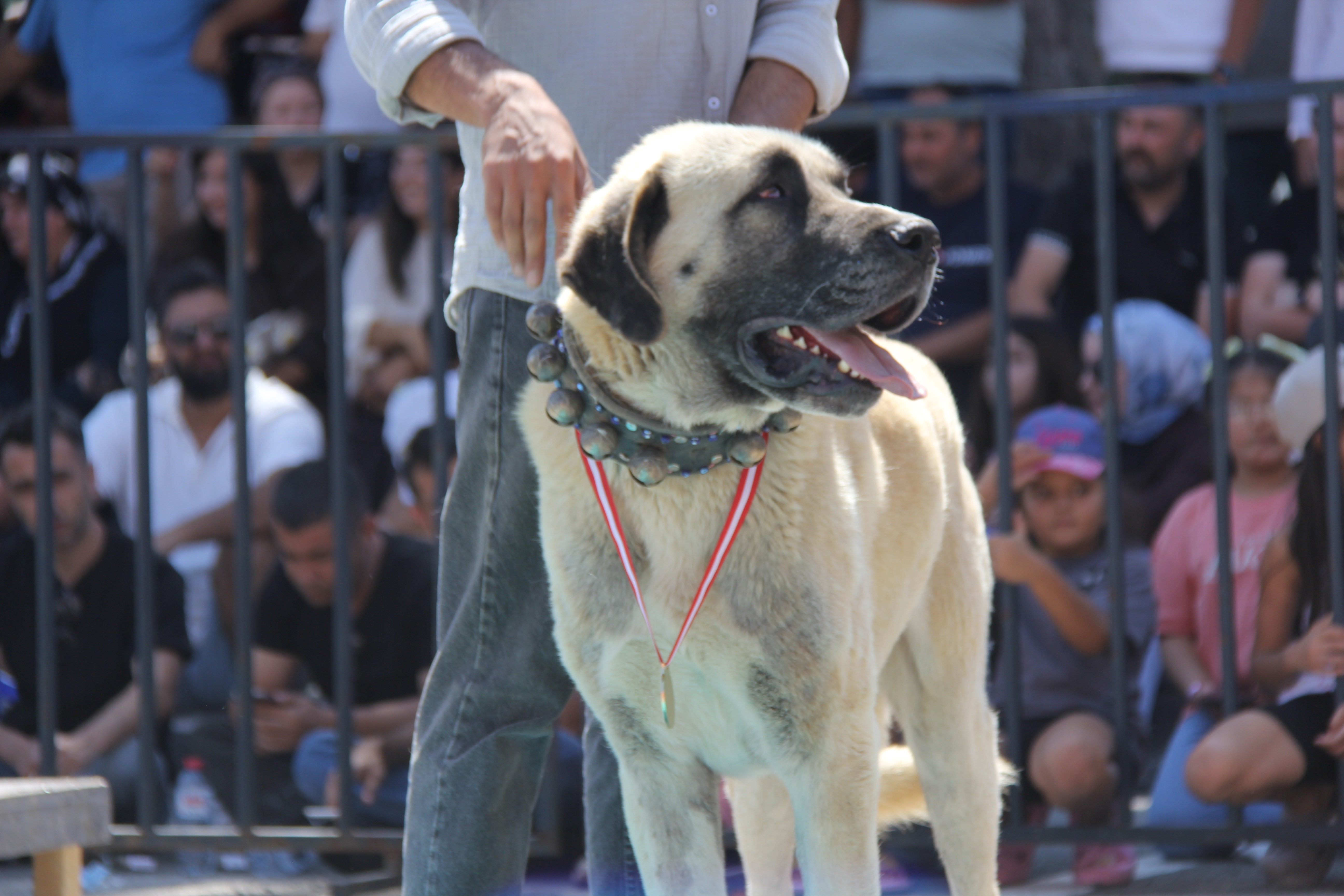 Kangal köpekleri podyuma çıktı!