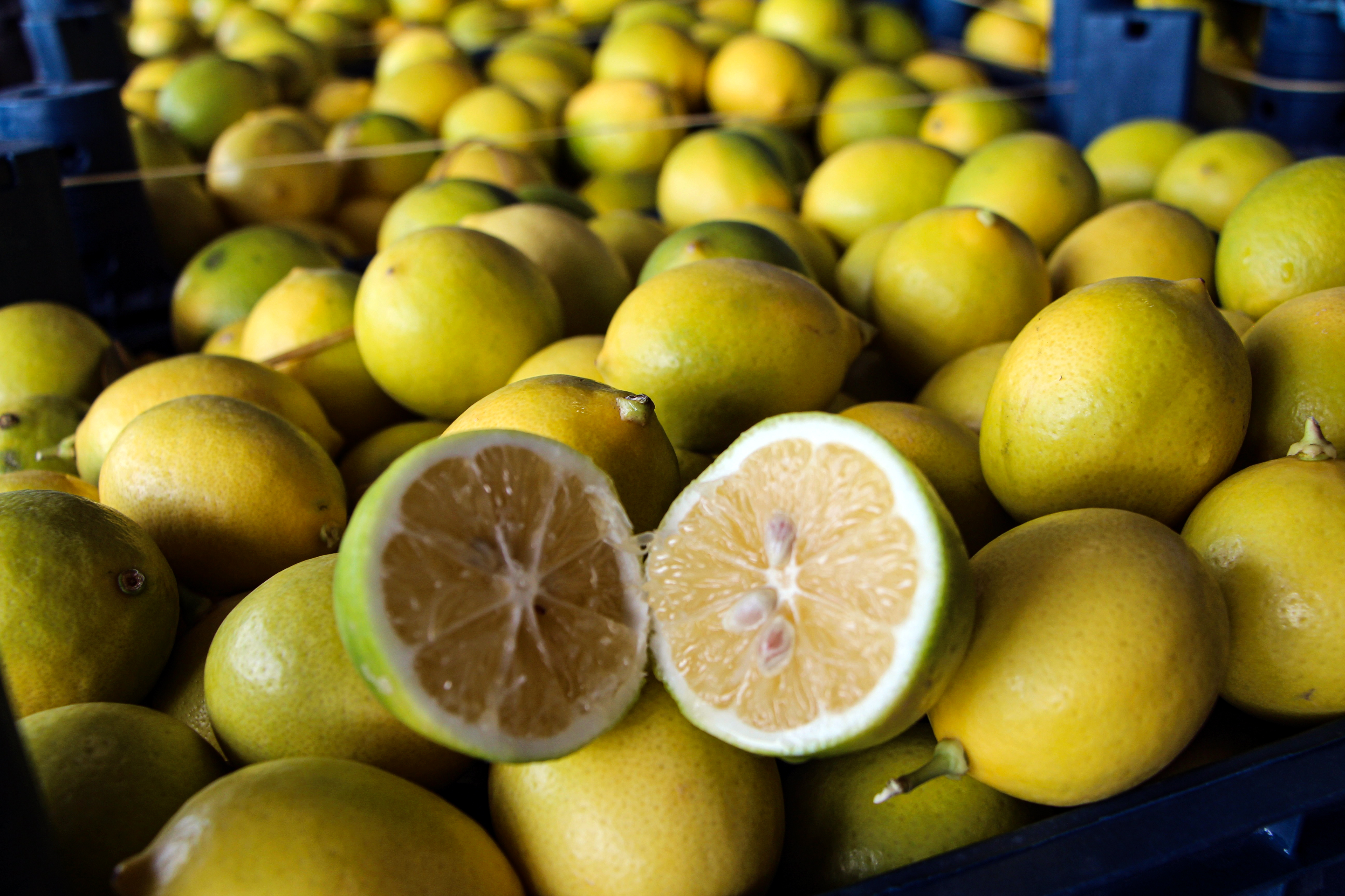 Limon üreticisi çok dertli! Dalında 5 markette 100 TL