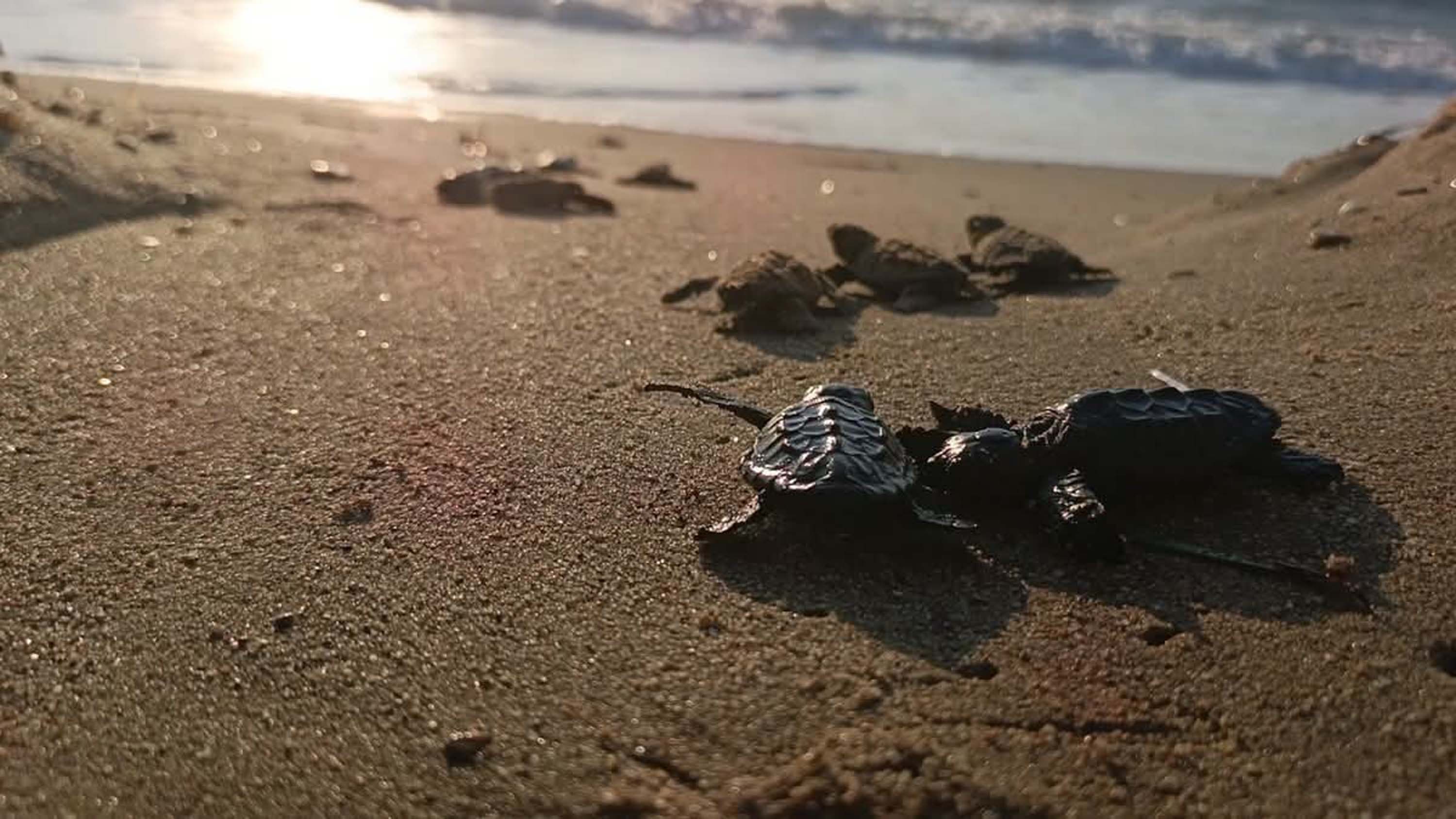 Kuşadası’nda yuvada sıkışan 22 caretta caretta yavrusu denizle buluşturuldu
