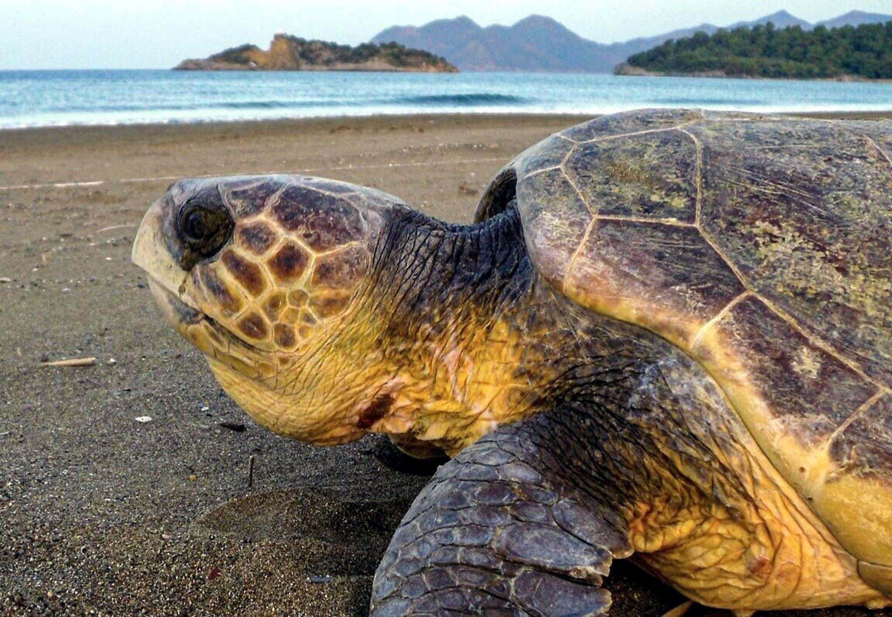 Tatilcilere Caretta caretta uyarısı! 