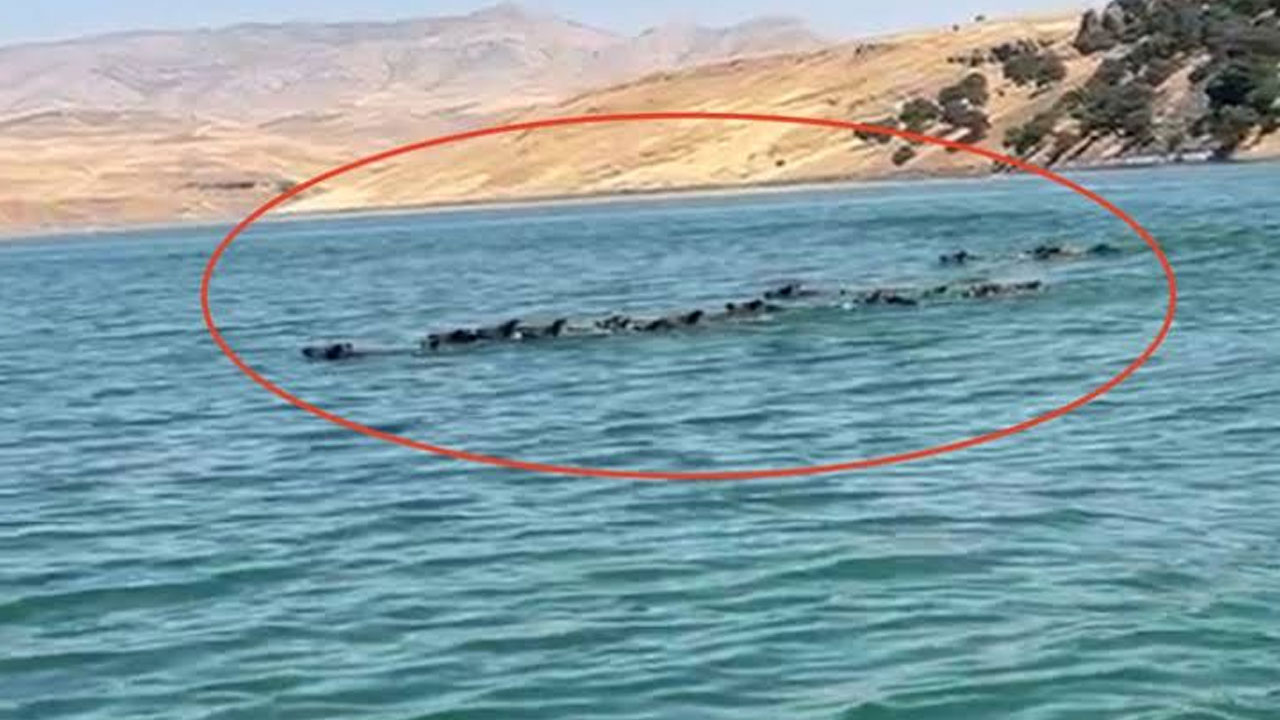 Baraj gölünde şaşırtan manzara! Yaban domuzu sürüsü karşıya yüzerek geçti