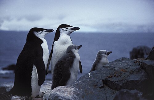 Antarktika'da penguenlerden üzen haber! Sayıları 500 bin azaldı