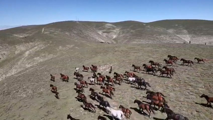 Yaylada koşturan yılkı atları dron kamerasında