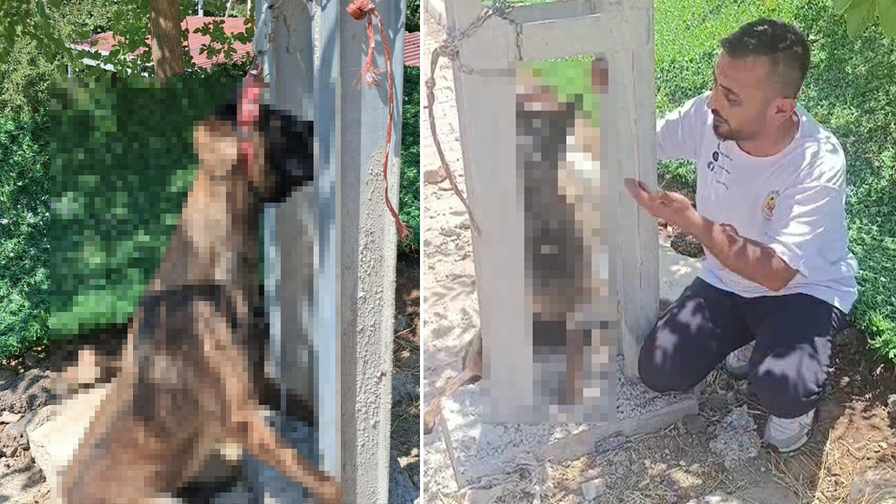 Bunun adı vahşet! Evden çaldıkları köpeği, elektrik direğine astılar!