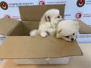 Kapıkule’de ‘Pomeranian’ cinsi 6 köpek yavrusu ele geçirildi!