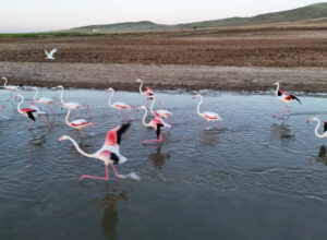 Flamingolar mola verdi!