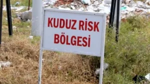 Kuduz alarmı!