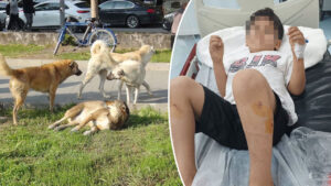 Bakanlık, Viranşehir’deki başıboş köpek dehşeti sonrası harekete geçti!