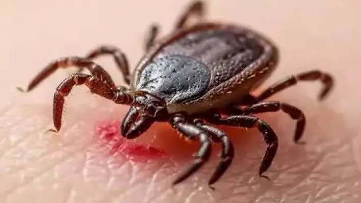 Çocuklarımızı ölümcül kenelerden nasıl koruyacağız? Uzman isim açıkladı!